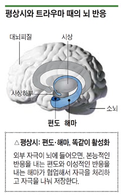 편도 해마.jpg