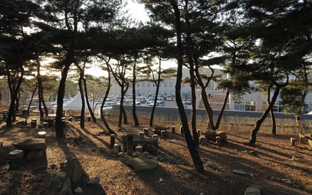 마음수련 메인센터 소나무숲길